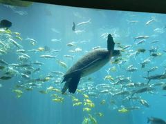 -海棠湾洲际-涛·海底餐厅·美人鱼·自助餐·海底隧道