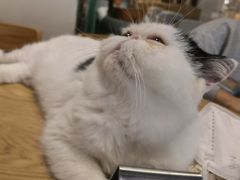 -藏猫猫咖啡主题馆(中央大道店)