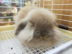 -宠物兔专门店(天丰利市场店)