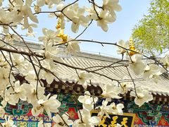 -护国法轮寺