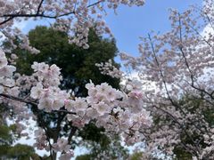 -顾村公园