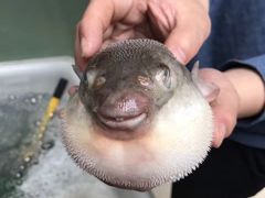 -长顺河豚馆(江洲东路)