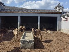 -森工平山皇家鹿苑景区