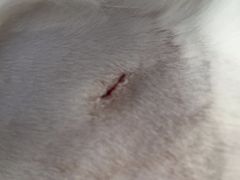 -乐琪宠物医院·犬猫专科·骨外科·急重症