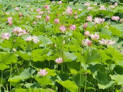 -荷塘月色湿地公园·向阳花洲