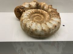 -青岛贝壳博物馆