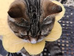 -喵屿·大理花园猫咖