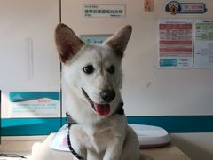 -虹泰宠物医院 ·旗舰店·24h(南秀路店)
