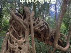 -中国科学院西双版纳热带植物园
