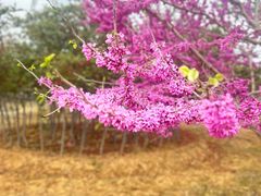 -武汉紫薇都市田园