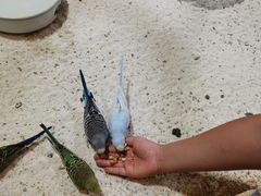-上海大自然野生昆虫馆(东方明珠·爬宠昆虫探索中心)