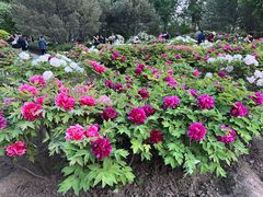-莲花池公园