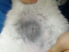 -菲丽丝宠物医院·24小时·猫科中心·免疫点(淮海分院)