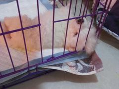 -严国平动物医院(德政总院)