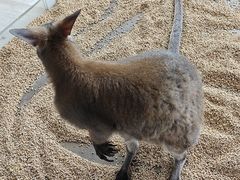 -海合安武汉极地海洋公园