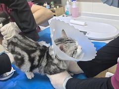 -美联众合动物医院·24h京西诊疗中心