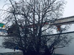 -塔尔寺菩提树