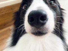 -创凡宠物医院·骨专科  猫科中心(西乡分院)