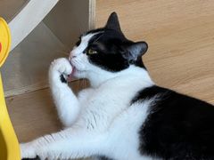 -有喵·猫咖·狗咖·30几只猫10只小狗(岗厦店)