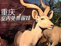 -重庆自然博物馆(新馆)