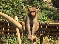 -西双版纳原始森林公园