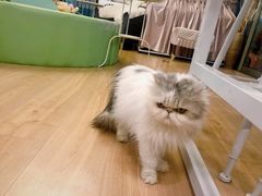 -MOYOYO猫咪咖啡店