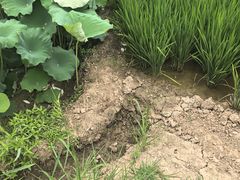 -洪湖生态旅游区