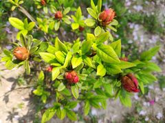 -南通洲际绿博园