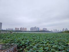 -月湖风景区