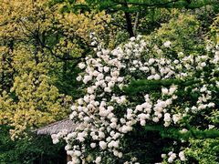 -上海共青森林公园