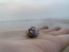 -日照海滨国家森林公园