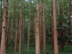 -云栖竹径