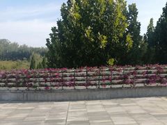 -东营·森林乐园