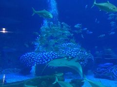 鲸鲨馆-长隆海洋王国-海洋大街餐厅