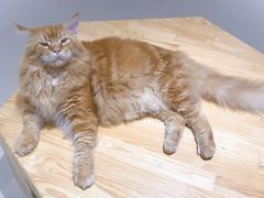 -藏猫猫咖啡主题馆(中央大道店)