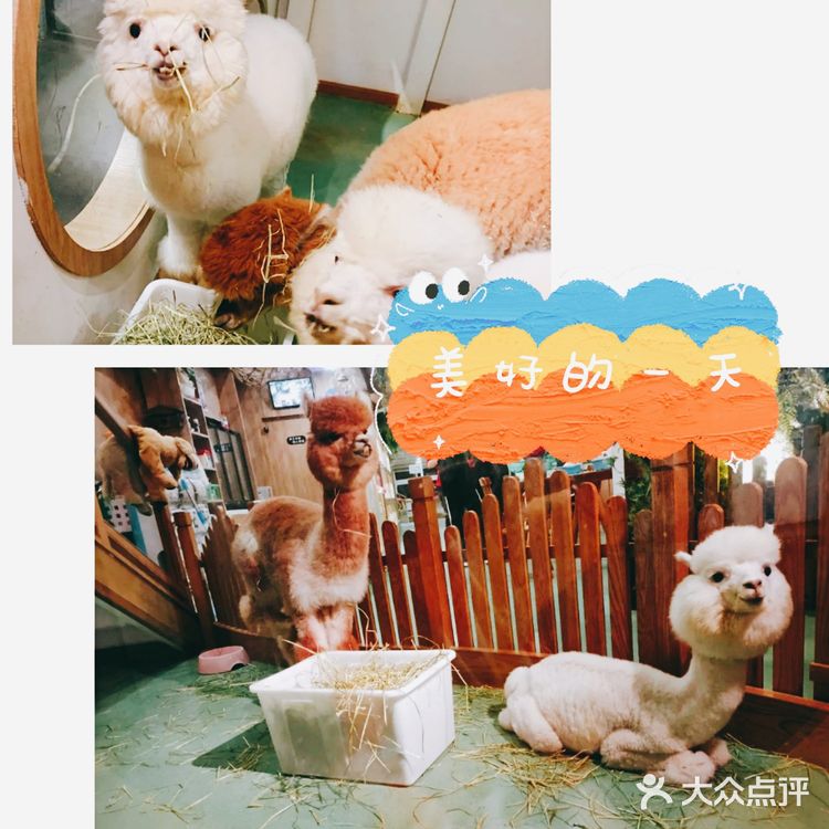萌化宝宝们的小动物一定要来看看啊[加油]
