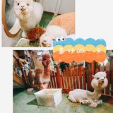 萌化宝宝们的小动物一定要来看看啊[加油]