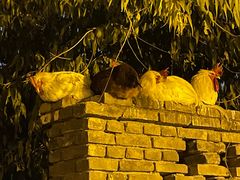 -春风习习