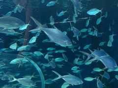 -上海海洋水族馆