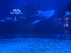 -烟台海昌鲸鲨海洋公园