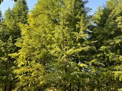 -昆山城市生态森林公园