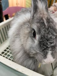 -Moni星球萌宠·小马宝莉·灵蛇·高端高阶全萌宠互动体验俱乐部(红豆国际广场店)