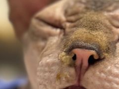 -安安宠医·臻爱宠物医院·宠保定点(营门口路分院)