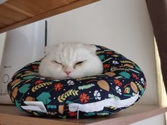 -喜多萌中农锦绣动物医院24H·猫科·牙科MRI·CT