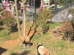 -云南野生动物园