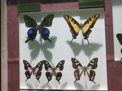 -上海昆虫博物馆