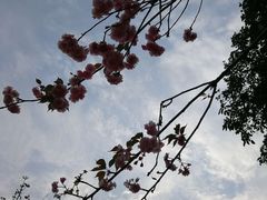 -天适樱花悠乐园