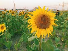 -映月湖中央公园