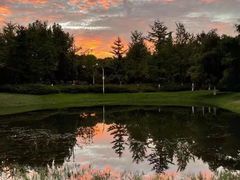 -欣宠猫屋·矮脚拿破仑·蓝金金渐层