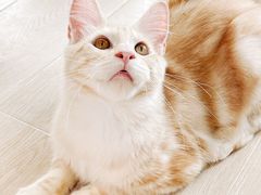 -十年猫舍·猫咪专门店(普陀店)